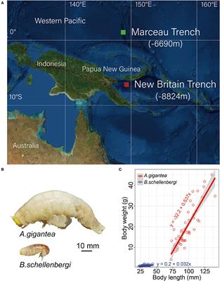 The Adaptive Evolution and Gigantism Mechanisms of the Hadal “Supergiant” Amphipod Alicella gigantea